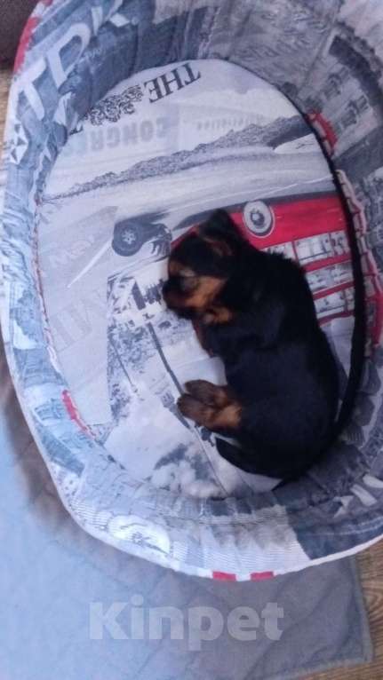 Собаки в Тюмени: Продам щенка  Девочка, 28 000 руб. - фото 2