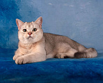 Кошки в Санкт-Петербурге: Котенок Шотландской прямоухой кошки Мальчик, 15 000 руб. - фото 2