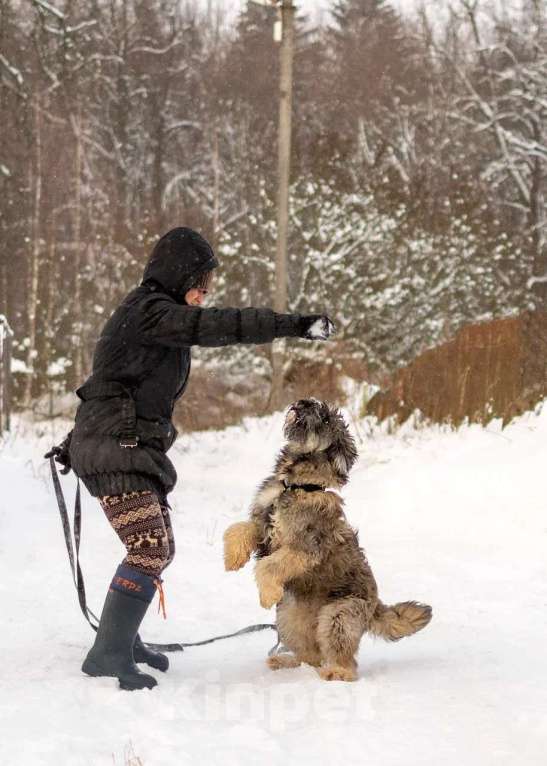 Собаки в Москве: Ласковый небольшой бородатик Нюша в добрые руки Девочка, 1 руб. - фото 3