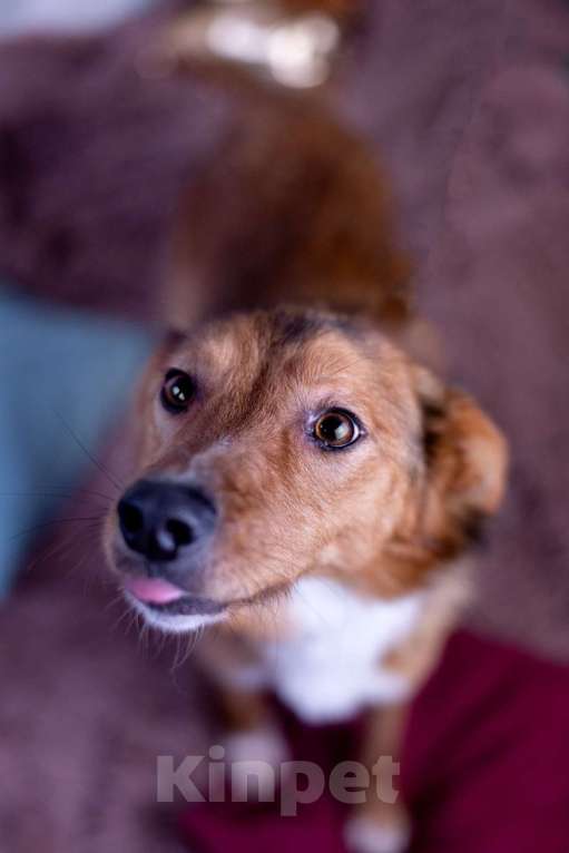 Собаки в других городах Московской области: Коржик в добрые руки Мальчик, Бесплатно - фото 7