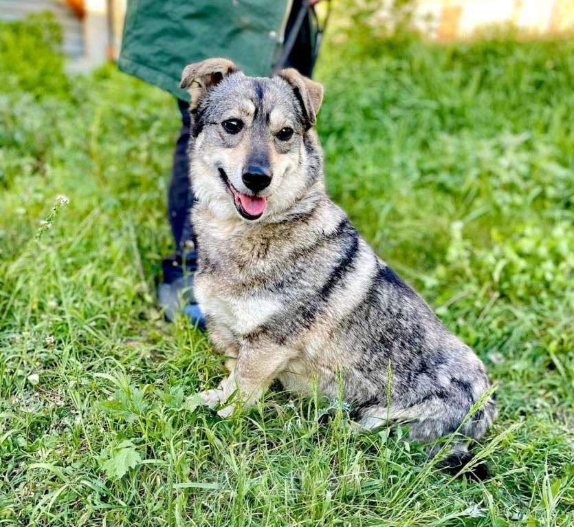 Собаки в Москве: метис лайки ищет срочно дом  Девочка, Бесплатно - фото 2