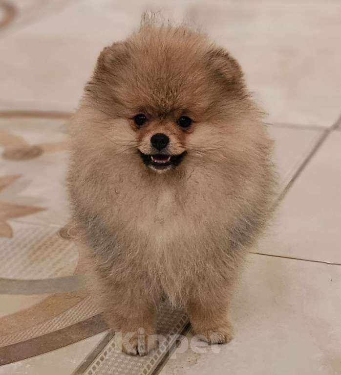 Собаки в других городах Московской области: Щенки шпица Девочка, 30 000 руб. - фото 2