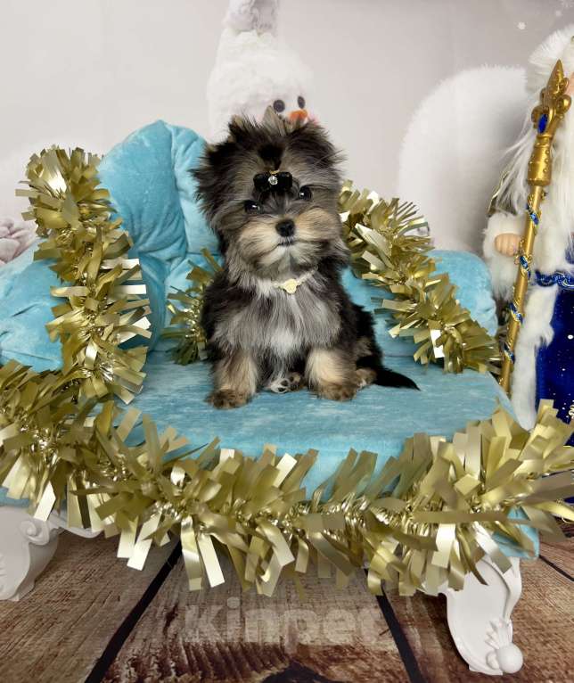 Собаки в Сосновом Бору: Девочка Мэсси йорктиз ( НРКА) Девочка, 50 000 руб. - фото 2