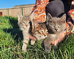 Кошки в Омске: Котята-девочки в добрые руки Девочка, 1 руб. - фото 4