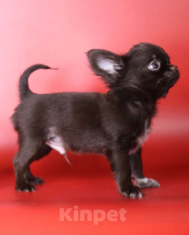 Собаки в Санкт-Петербурге: Шоколадный красавец Мальчик, 100 000 руб. - фото 2