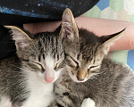 Кошки в Нижнем Новгороде: Котенок в добрые руки Девочка, Бесплатно - фото 7