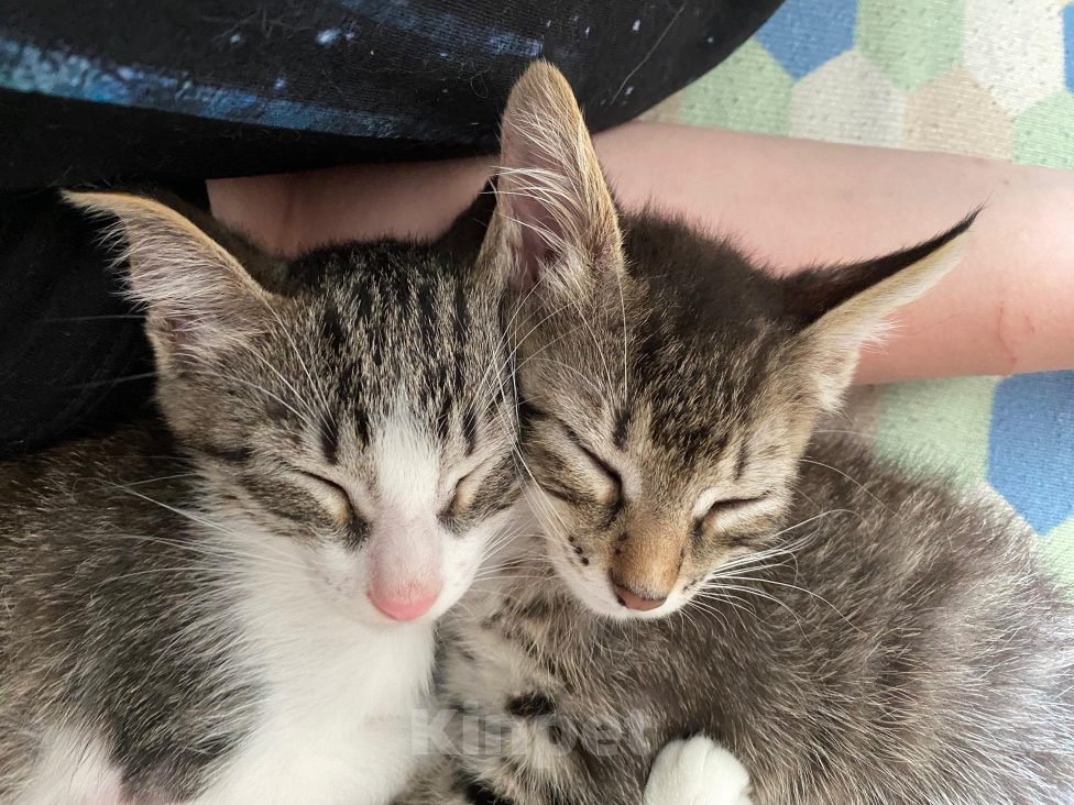 Кошки в Нижнем Новгороде: Котенок в добрые руки Девочка, Бесплатно - фото 7