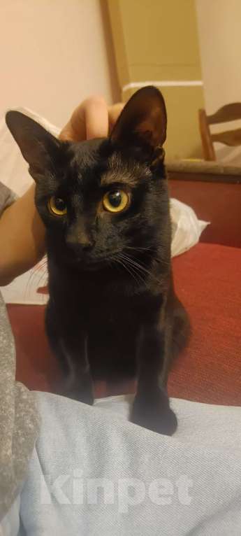 Кошки в Волгограде: Ищу коту новый дом Мальчик, Бесплатно - фото 4