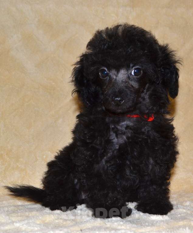 Собаки в Глазове: Оладушка той пудель СКОР Девочка, 50 000 руб. - фото 6