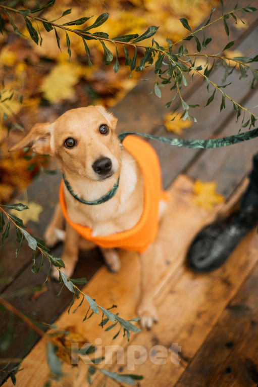Собаки в Москве: Щенок с золотыми ушками Девочка, Бесплатно - фото 3