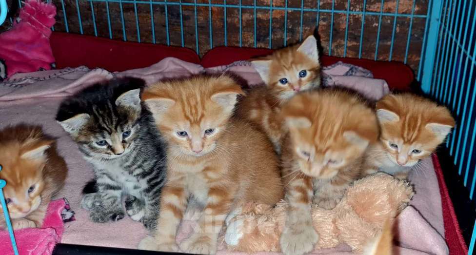 Кошки в Хабаровске: Котята «Мейн -кун» ищут родителей Мальчик, 15 000 руб. - фото 1