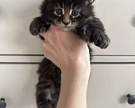 Кошки в Санкт-Петербурге: Котята мейн кун полидакты и классика Разнополые, 50 000 руб. - фото 1