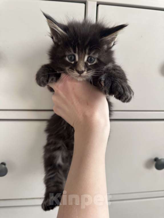 Кошки в Санкт-Петербурге: Котята мейн кун полидакты и классика Разнополые, 50 000 руб. - фото 1