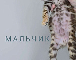 Кошки в Ставрополе: Солнечные лучики счастья! Мальчик, 55 000 руб. - фото 6