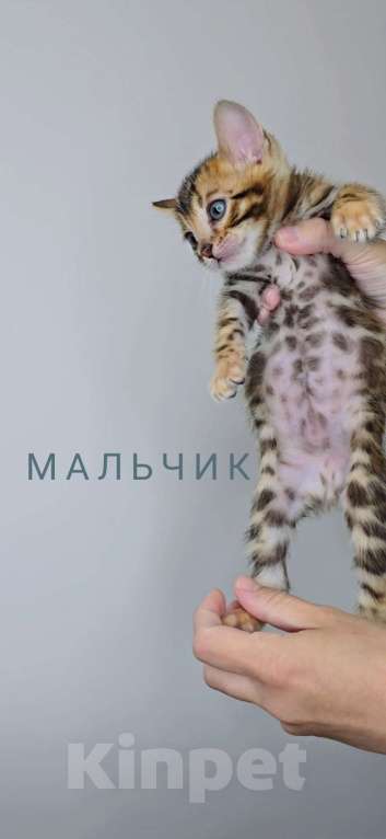 Кошки в Ставрополе: Солнечные лучики счастья! Девочка, 40 000 руб. - фото 6