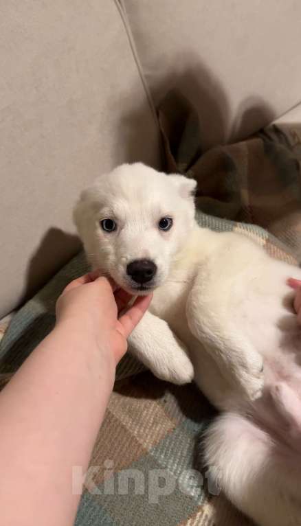 Собаки в Санкт-Петербурге: Щенки помски Мальчик, 15 000 руб. - фото 8