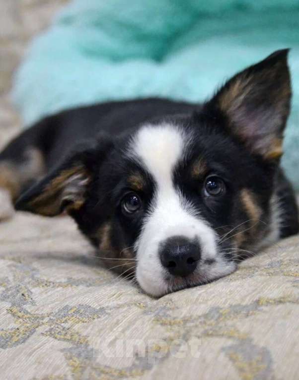 Собаки в Москве: Мэни вельш-корги-кардиган  Мальчик, 50 000 руб. - фото 5