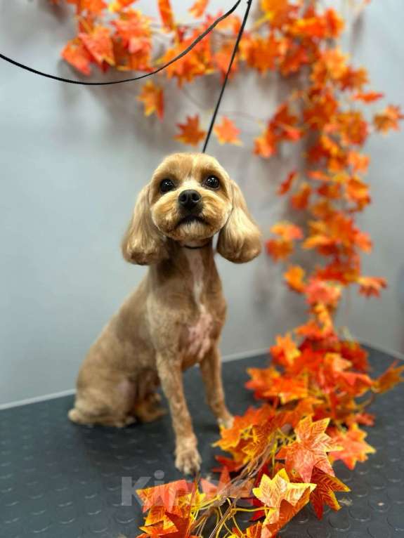 Собаки в Раменском: Мальтипу Девочка, Бесплатно - фото 3