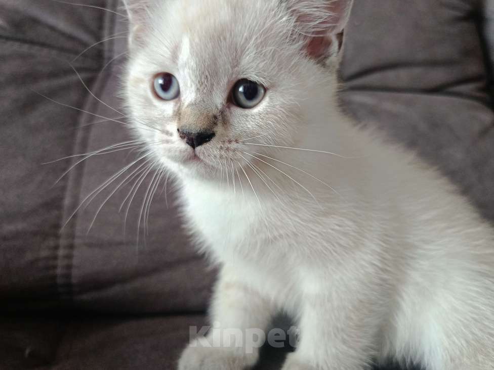 Кошки в Ростове-на-Дону: Шотландский прямоухий котёнок Девочка, 5 000 руб. - фото 4