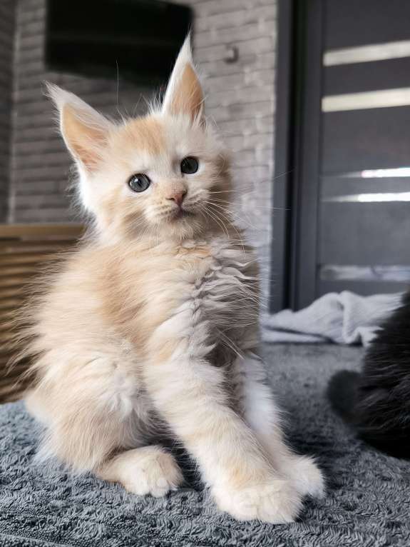 Кошки в Москве: Кот мейн-кун красный дым Мальчик, 60 000 руб. - фото 4