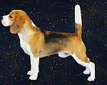 Собаки в Уфе: Бигль кобель для вязки Мальчик, 25 000 руб. - фото 10