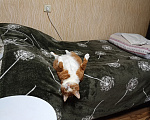 Кошки в Тутаеве: Отдам в добрые руки котика Солнышко Мальчик, Бесплатно - фото 2