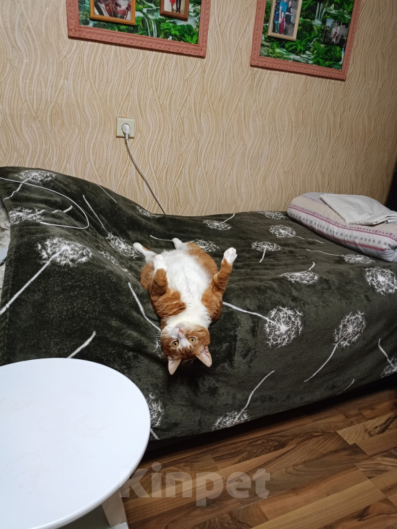 Кошки в Тутаеве: Отдам в добрые руки котика Солнышко Мальчик, Бесплатно - фото 2