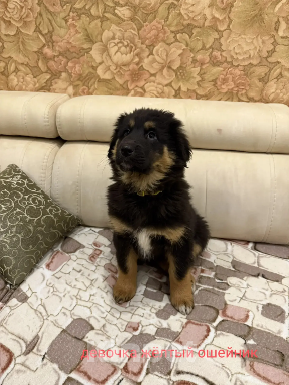 Собаки в Курске: Щенки Монгольского Банхара Разнополые, Бесплатно - фото 4