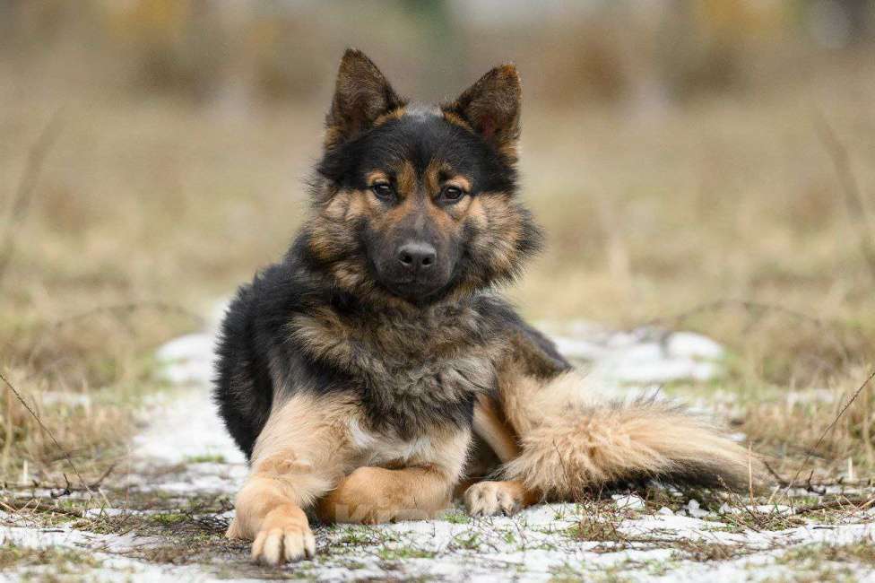 Собаки в Павловском Посаде: Женя ищет семья Мальчик, Бесплатно - фото 2