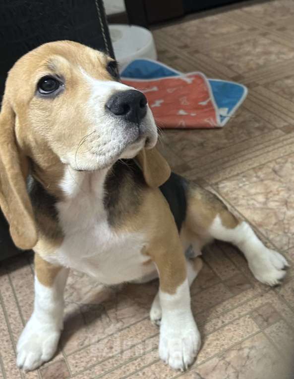 Собаки в Волжском: Продаются щенки  Мальчик, 25 000 руб. - фото 2