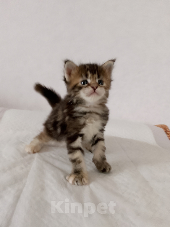 Кошки в Энгельс: Котенок Мэйн кун Девочка, 50 000 руб. - фото 3