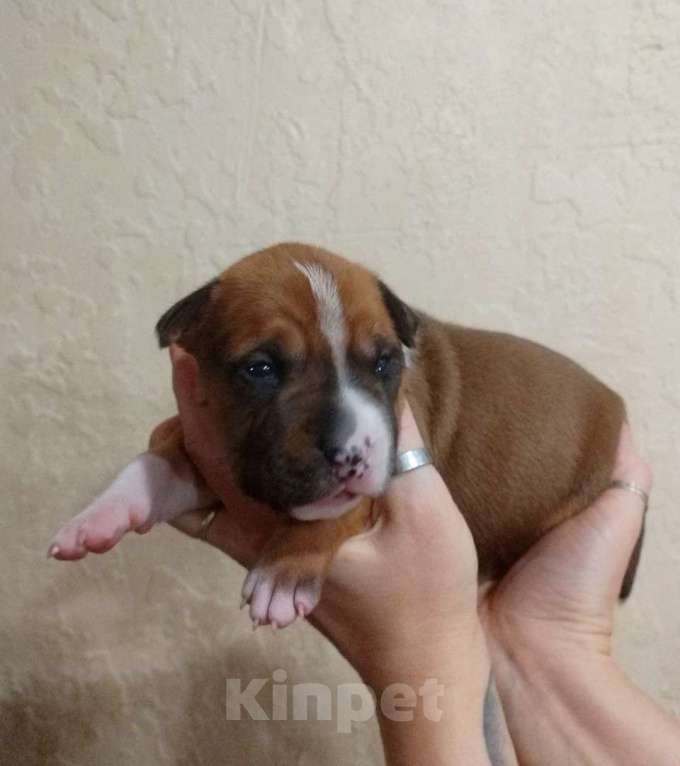 Собаки в Москве: Яркий малыш амстаффа  Мальчик, 80 000 руб. - фото 6