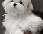 Собаки в Иваново: Мальтезе девочка Девочка, 70 000 руб. - фото 4