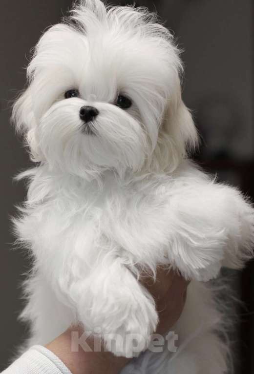 Собаки в Иваново: Мальтезе девочка Девочка, 70 000 руб. - фото 4