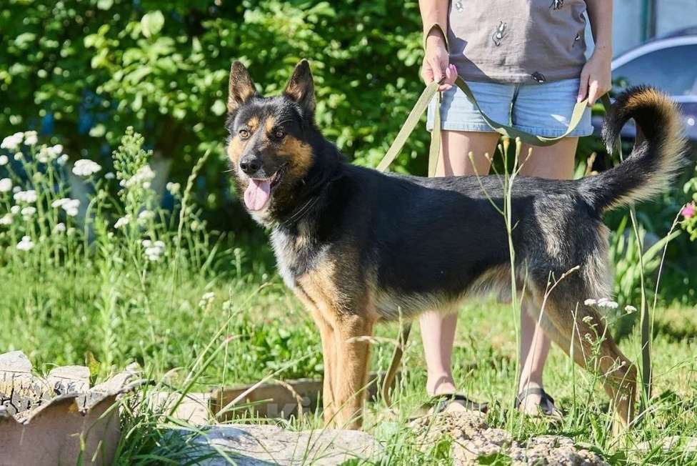 Собаки в Москве: Красавец Арчи Мальчик, Бесплатно - фото 4