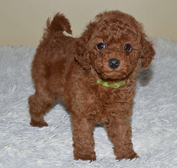 той-пудель,щенок