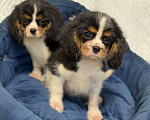 Собаки в Санкт-Петербурге: Щенки кавалер Кинг чарльз спаниеля  Мальчик, 100 000 руб. - фото 7