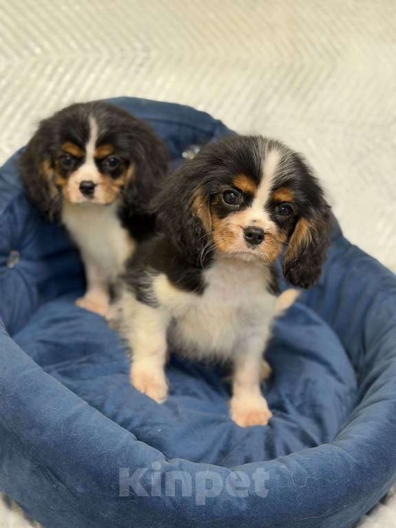 Собаки в Санкт-Петербурге: Щенки кавалер Кинг чарльз спаниеля  Мальчик, 100 000 руб. - фото 7