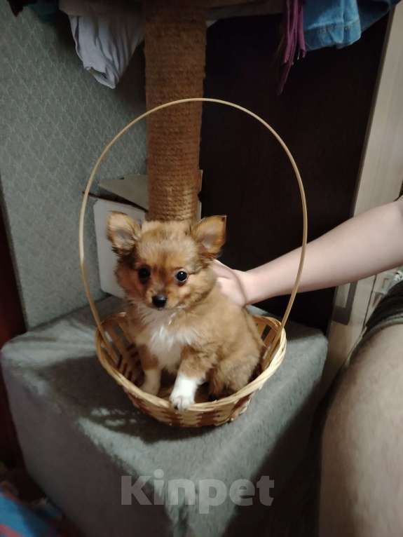 Собаки в Ярославле: Щенки чихуахуа  Девочка, 15 000 руб. - фото 3