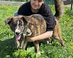 Собаки в других городах Московской области: Очаровательный тигренок Айза ❤️ Девочка, Бесплатно - фото 1