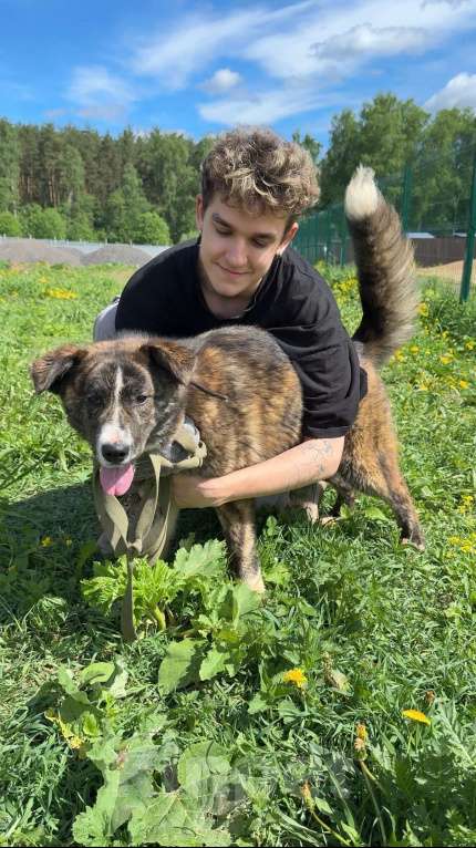 Собаки в других городах Московской области: Очаровательный тигренок Айза ❤️ Девочка, Бесплатно - фото 1