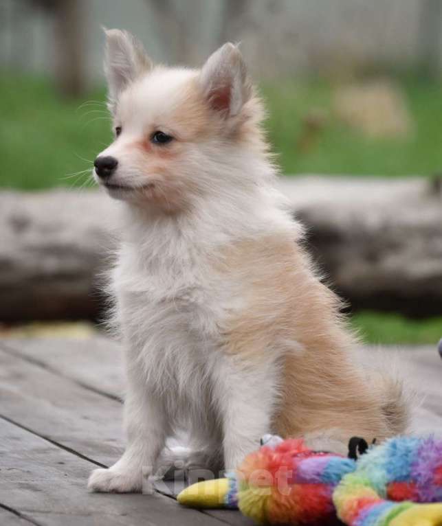 Собаки в Москве: Ненецкая оленегонная лайка, кобель Жиган. Мальчик, 60 000 руб. - фото 3