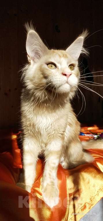 Кошки в Челябинске: КОТЕНОК МЕЙН-КУН Мальчик, Бесплатно - фото 7