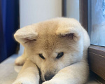 Собаки в Санкт-Петербурге: Очаровательный щенок Акита Ину ищет самые лучшую семью Девочка, Бесплатно - фото 8
