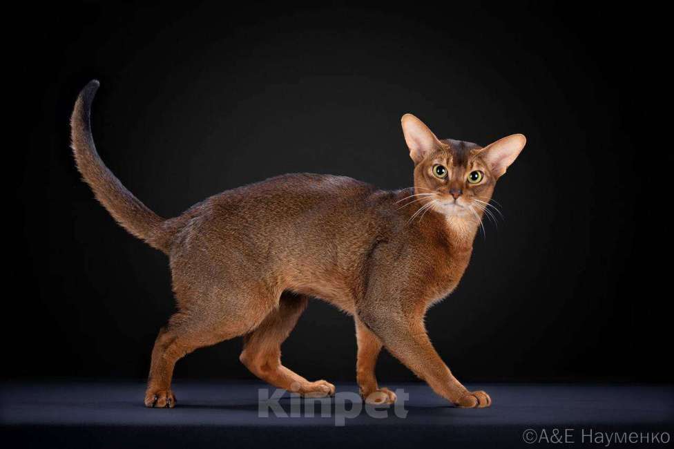 Кошки в Москве: Абиссинский котенок Девочка, 45 000 руб. - фото 5