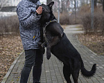 Собаки в Москве: Бывшедомашний почтилабр Марсель ищет дом Мальчик, Бесплатно - фото 2