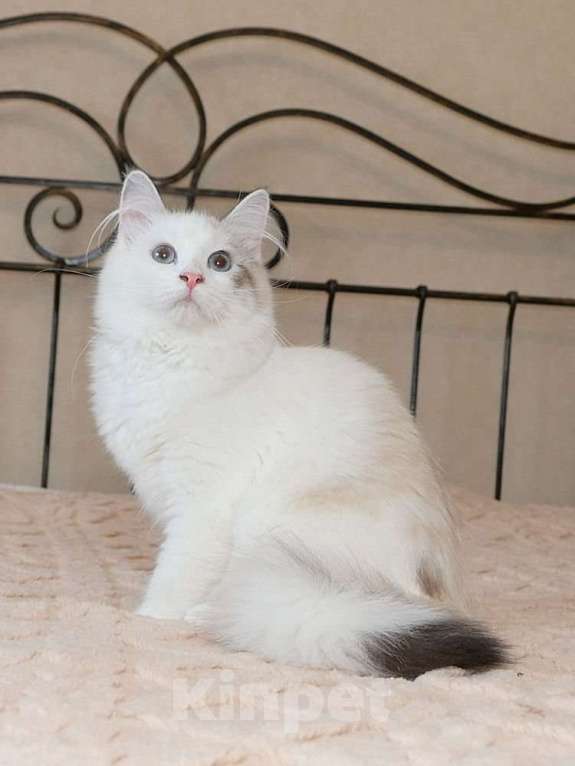 Кошки в Москве: Продаются сибирские и невские маскарадные котята Девочка, Бесплатно - фото 2