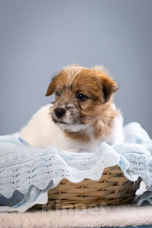 Собаки в Санкт-Петербурге: Щенок Джек Рассел терьера документы РКФ Мальчик, 35 000 руб. - фото 2