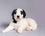 Собаки в Краснодаре: Испанская водяная собака щенки Мальчик, 150 000 руб. - фото 2