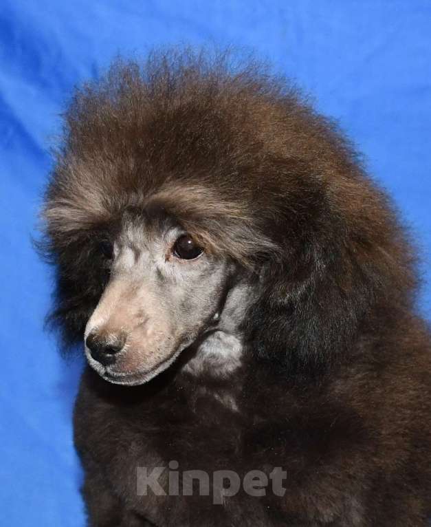 Собаки в Долгопрудном: Щенок пуделя миниатюрный серебристый Джентли Борн Рикки Мальчик, 75 000 руб. - фото 2